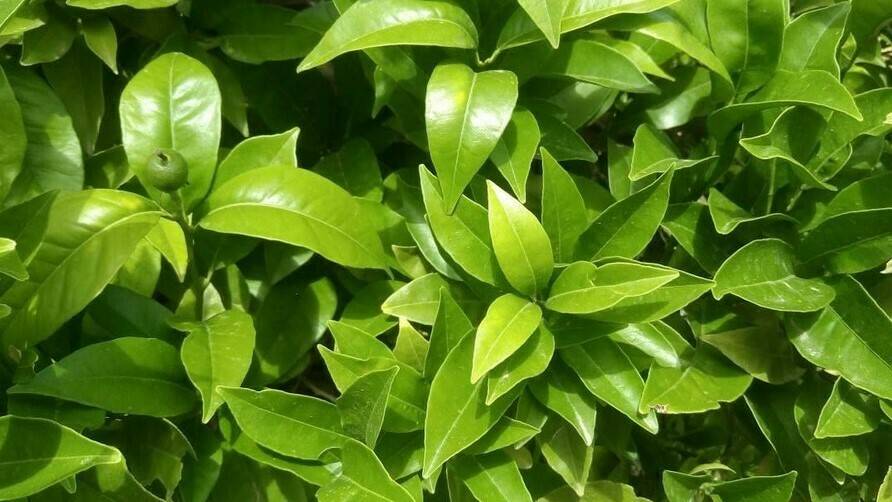 agriges-ferro-fertilizantes-quelatos|agriges-ferro-grafico